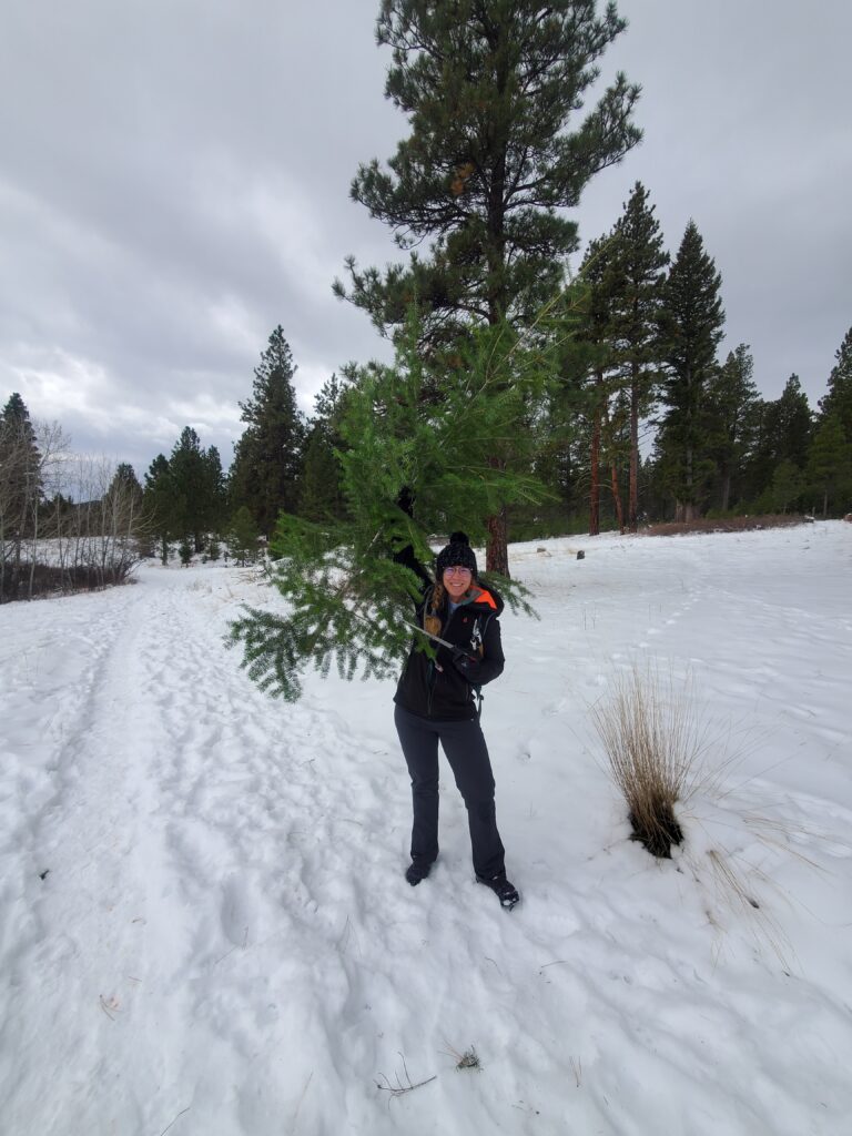 Montana Christmas Tree