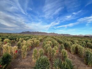 Montana State University Spring Wheat Test Plots in Yuma Arizona