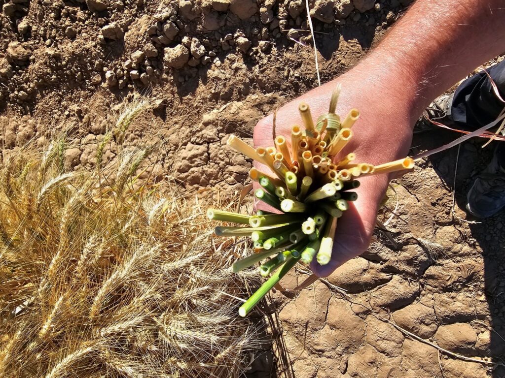 Solid Stem and Non Solid Stem Spring Wheat in Yuma Arizona