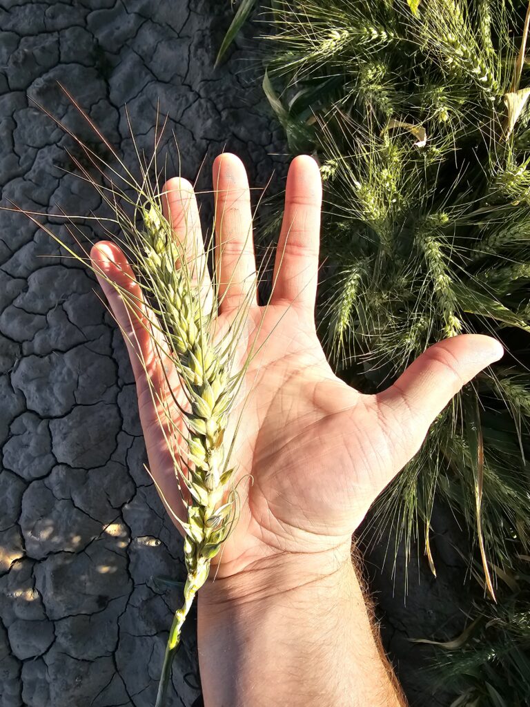 Spring Wheat In Hand