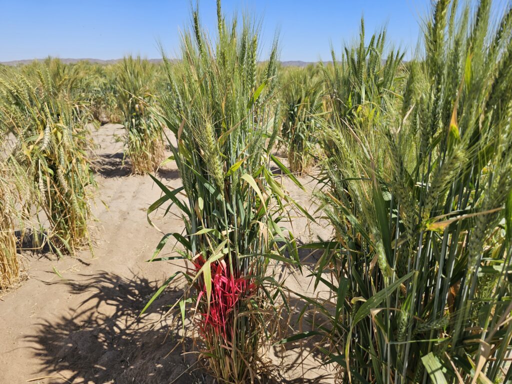 Spring Wheat Vaiety Selection in Yuma Arizona