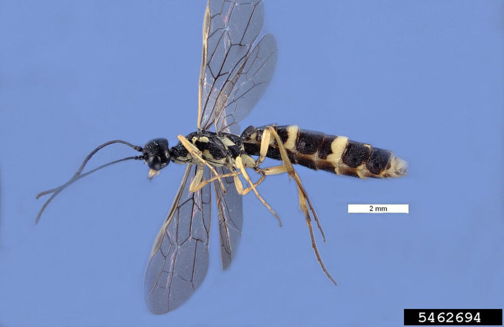 Adult wheat stem sawfly. Pest and Diseases Image