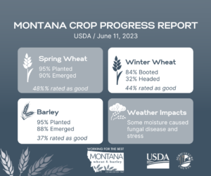 February USDA Crop Progress Report June 11th 2023