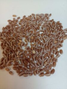 Wheat Kernels