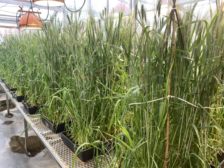 Spring Wheat Breeding & Genetics, J