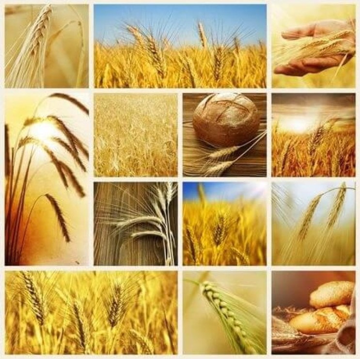 GMOwheat