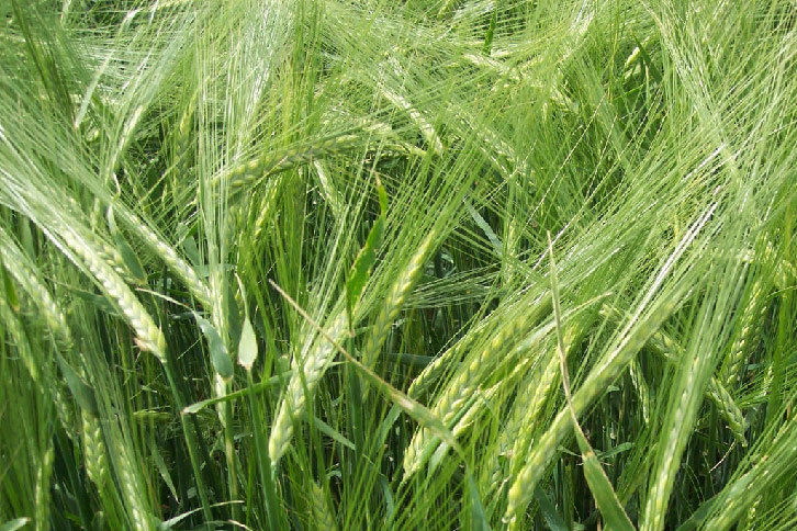 Field of green barley