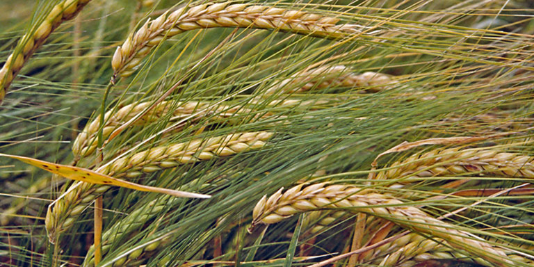 Barley