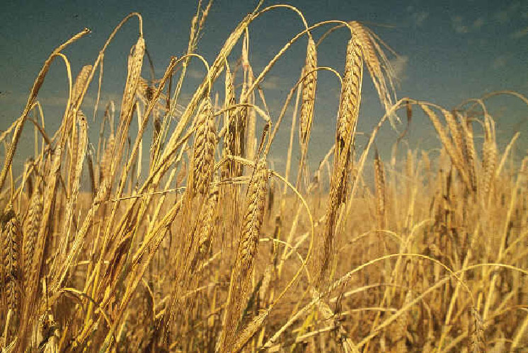 Photo of golden barley field