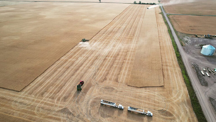 Photo of afield of Durum