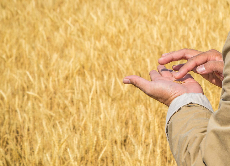 Photo of grain in hands