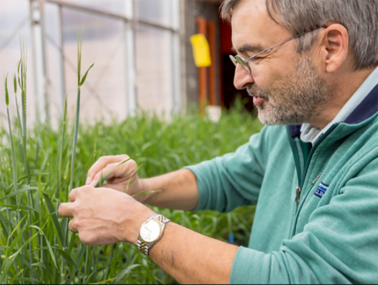 MSU Barley Breeder