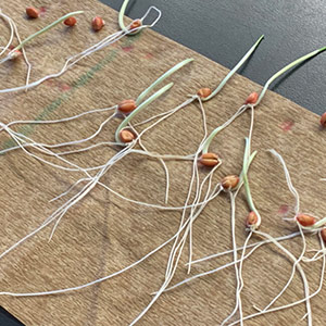 Seed Lab Sprouts